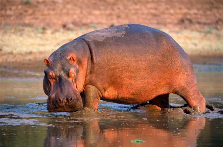 Bull Hippo in defensive pose.
